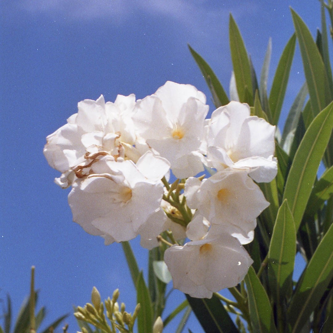 Le Hawaii senza un mutuo