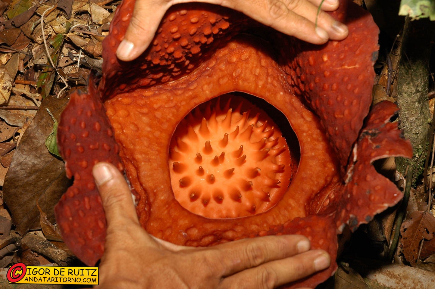 Gunung Gading National Park