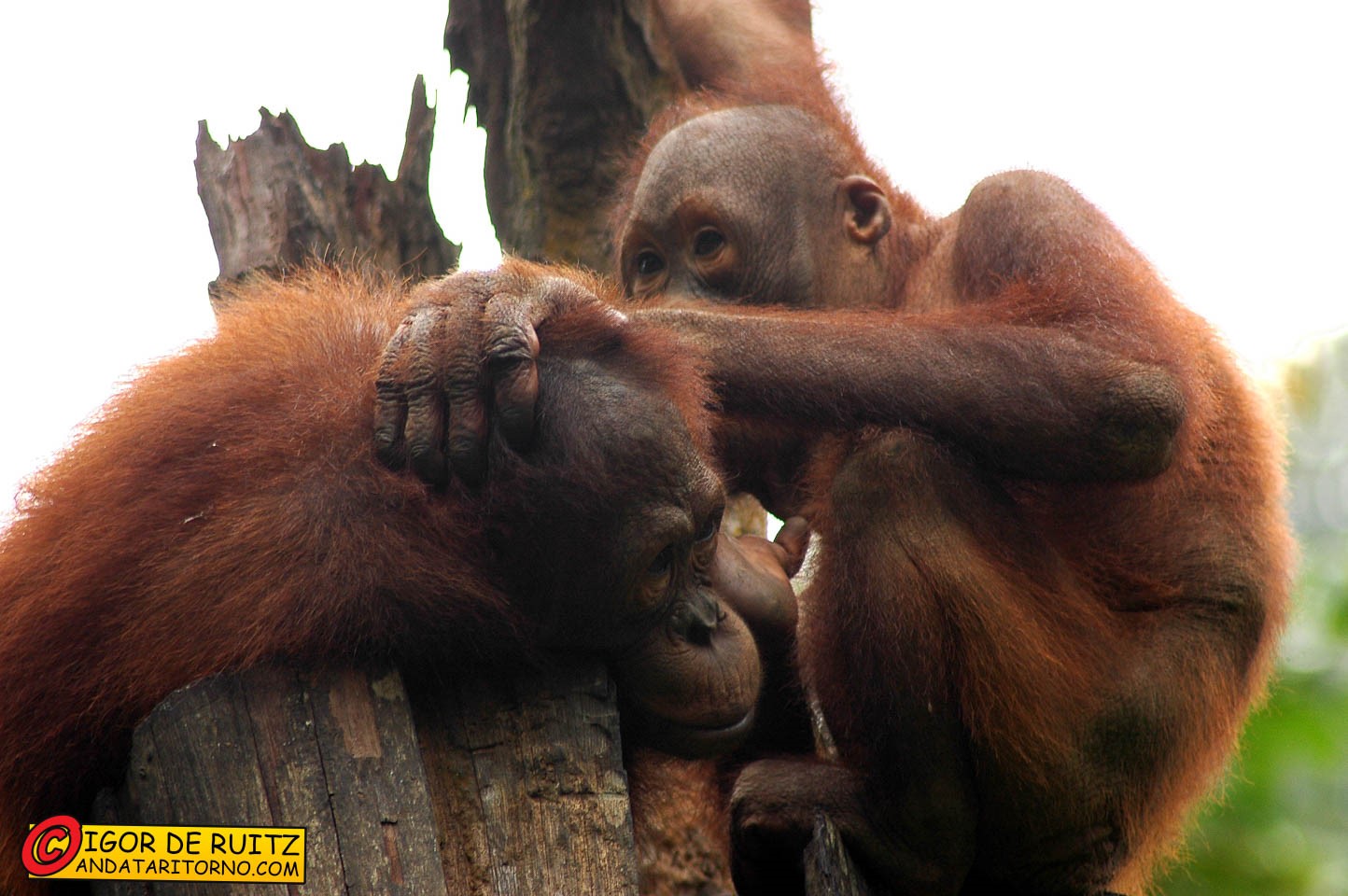 Sepilok Rehabilitation Centre