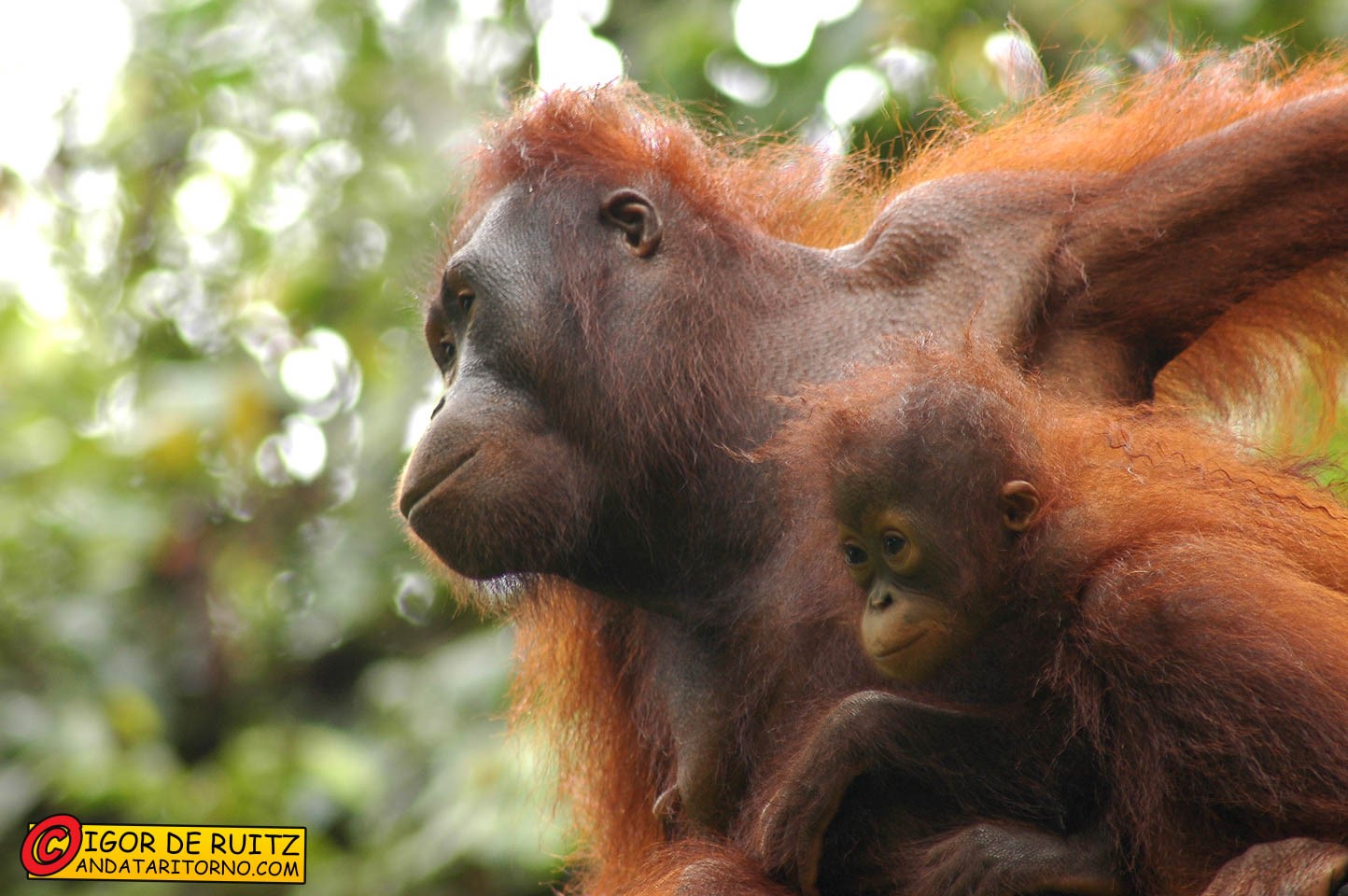 Sepilok Rehabilitation Centre