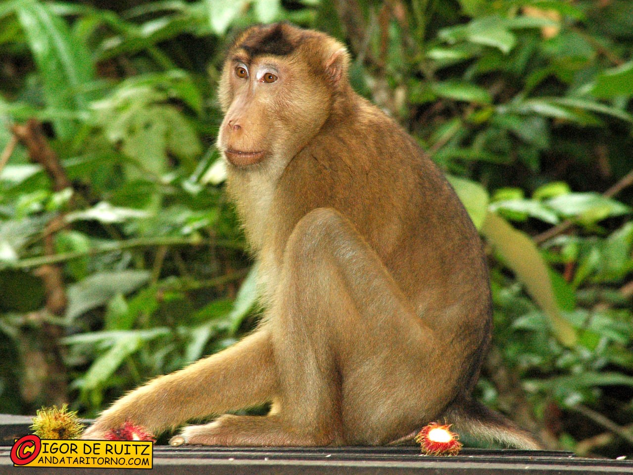 Sepilok Rehabilitation Centre