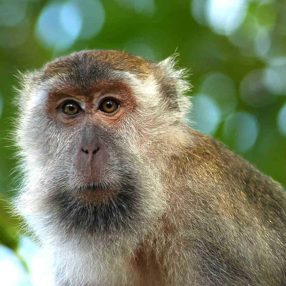 Malesia e Borneo fai-da-te, trentacinque chili di piacere