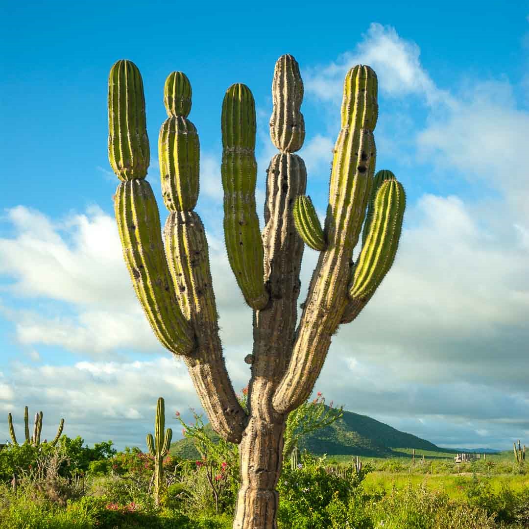 Viaggiare nel Messico del Nord, un mestiere pericoloso