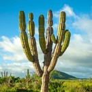 Viaggiare nel Messico del Nord, un mestiere pericoloso