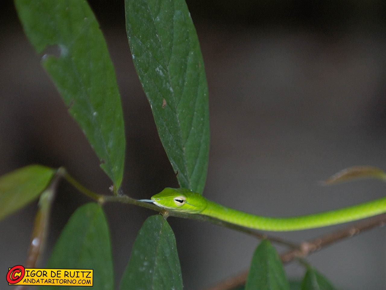 Pulau Perhentian Besar
