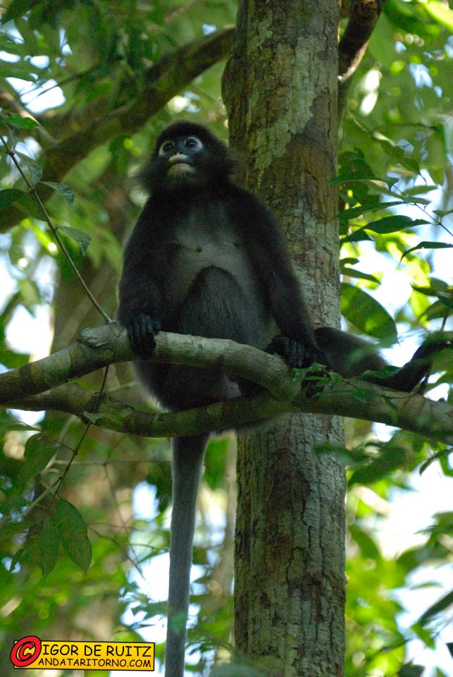Pulau Perhentian Besar