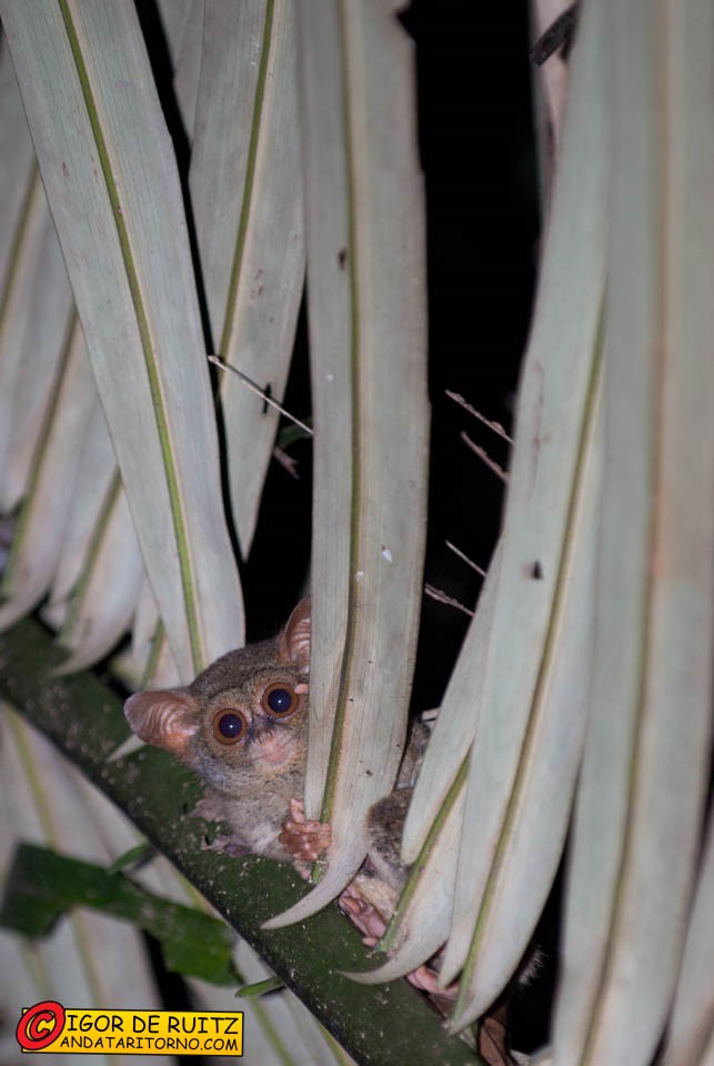 Parco nazionale del Tangkoko