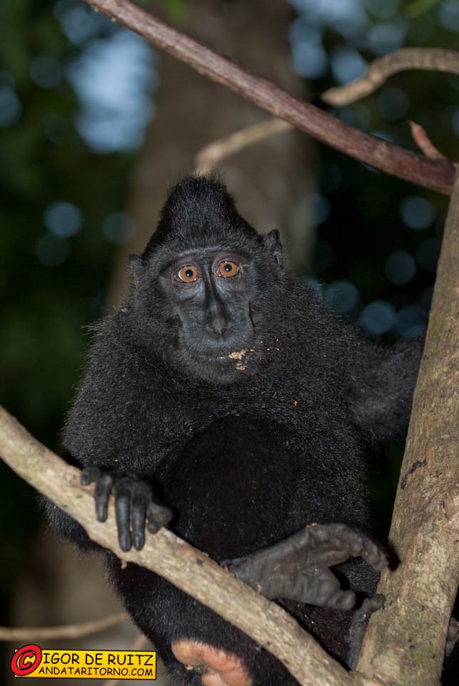 Parco nazionale del Tangkoko