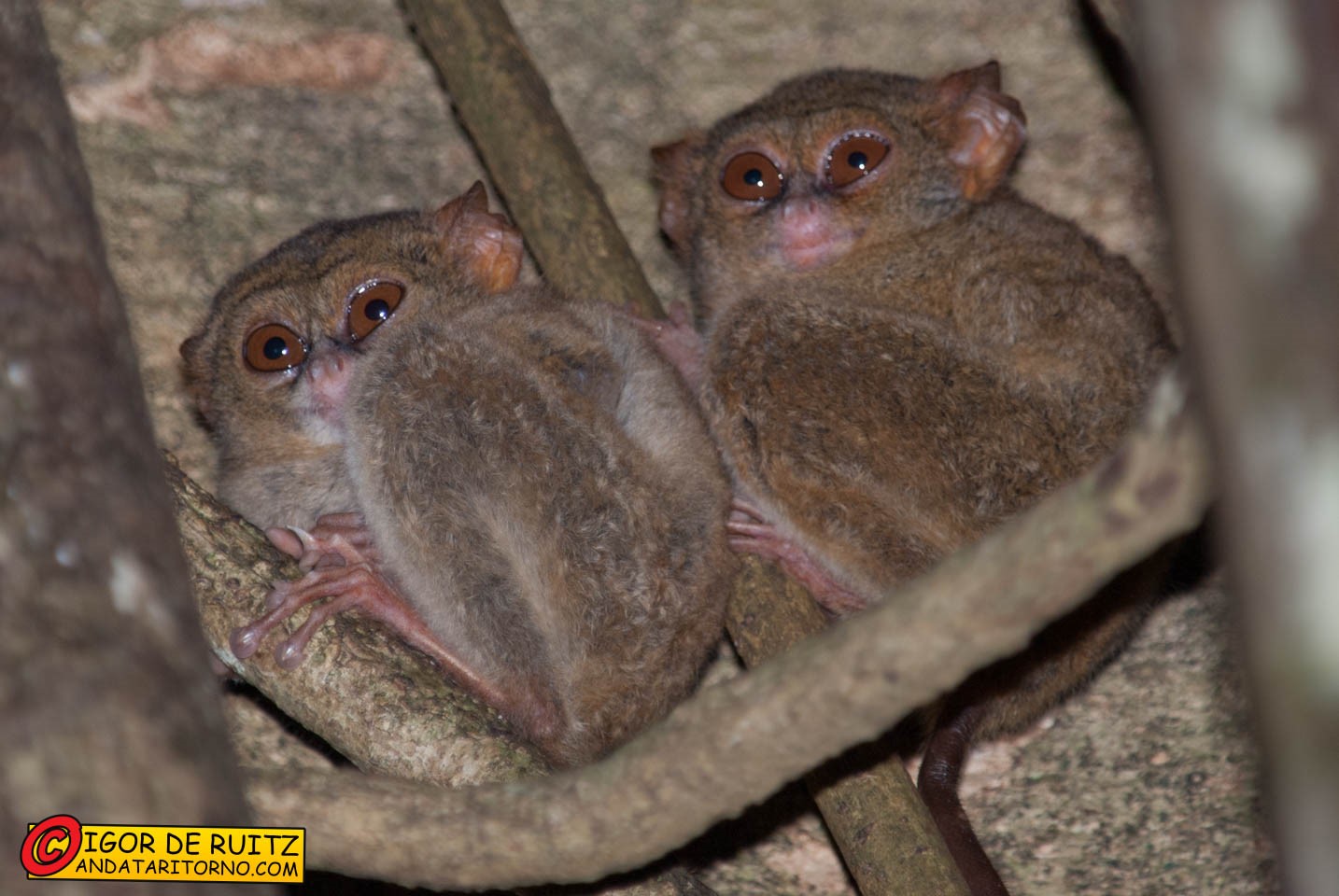Parco nazionale del Tangkoko