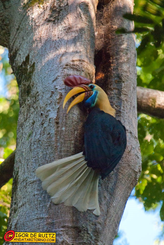 Parco nazionale del Tangkoko