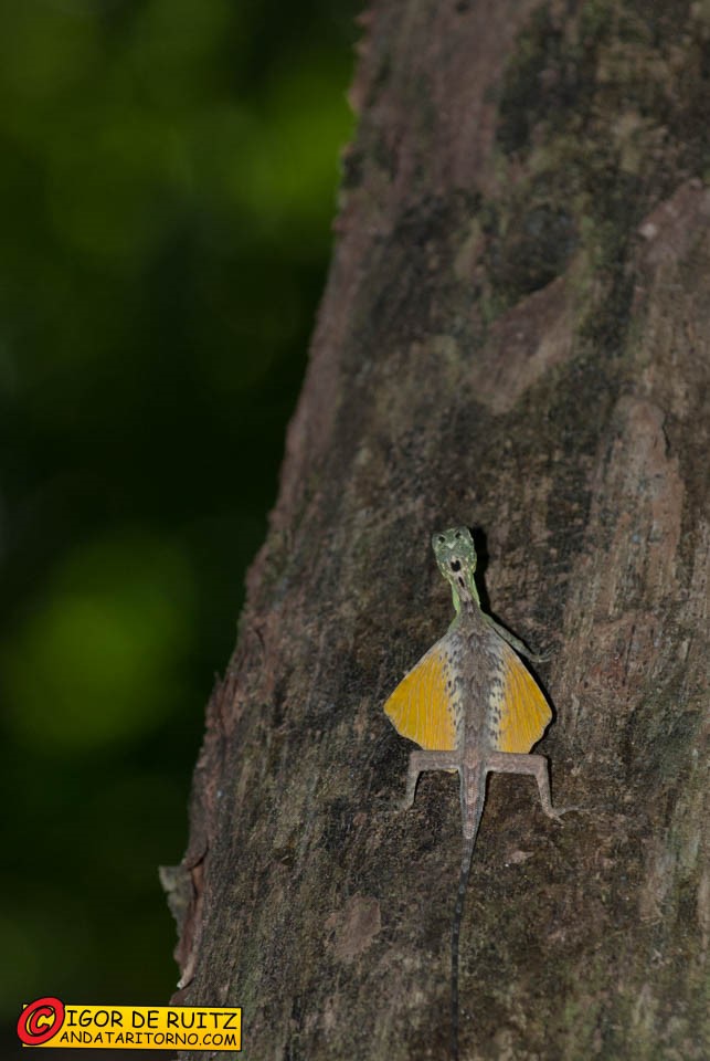 Parco nazionale del Tangkoko