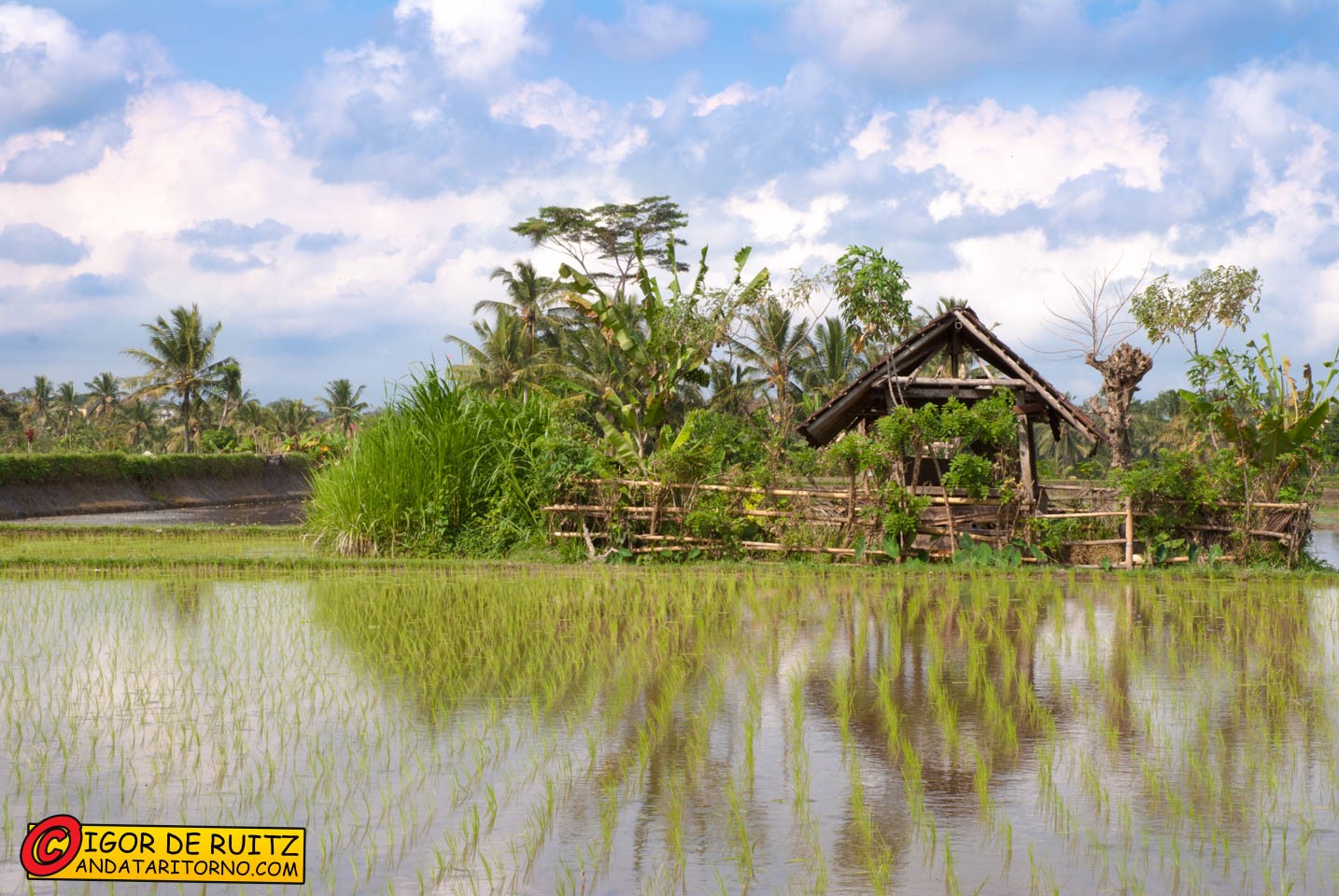 Risaie nei dintorni di Ubud