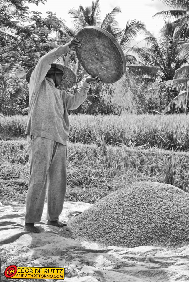 Risaie nei dintorni di Ubud