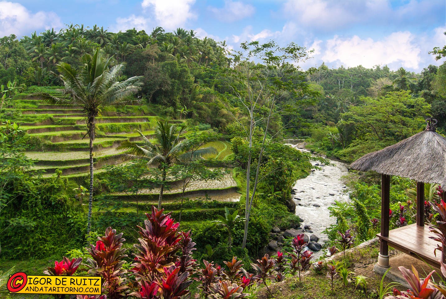 Risaie nei dintorni di Ubud
