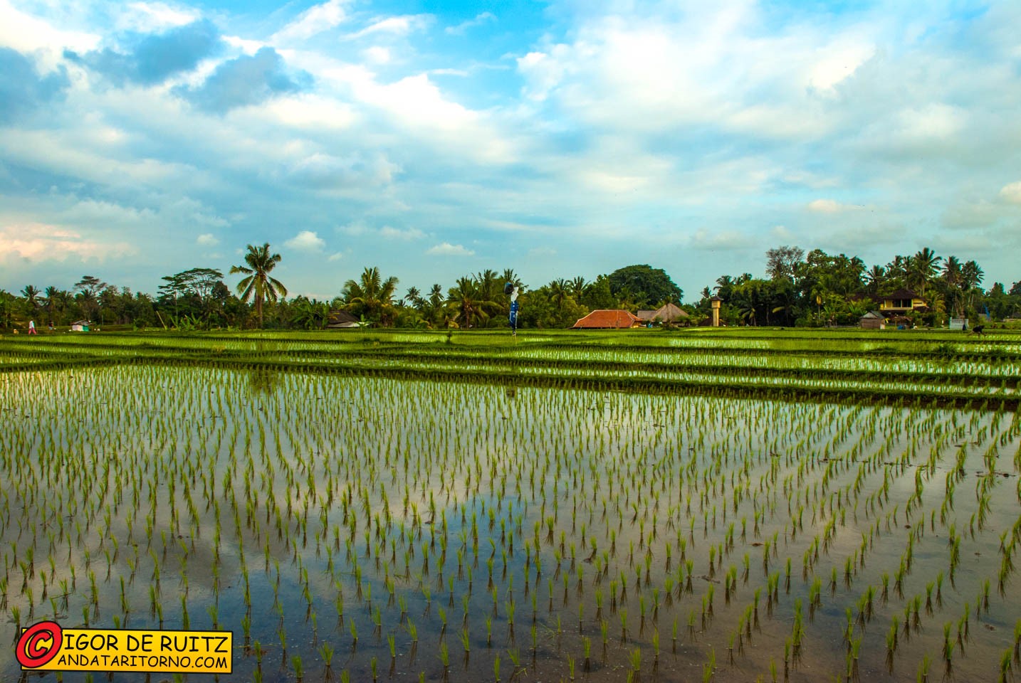 Risaie nei dintorni di Ubud