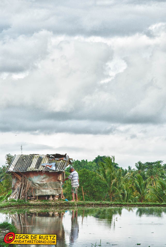 Risaie nei dintorni di Ubud