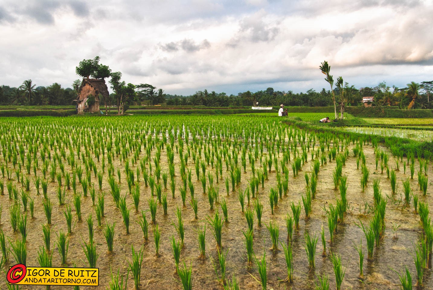 Risaie nei dintorni di Ubud