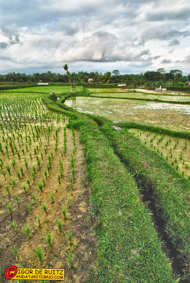 Risaie nei dintorni di Ubud