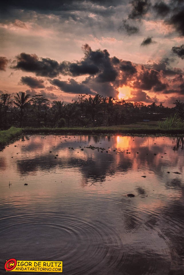 Risaie nei dintorni di Ubud