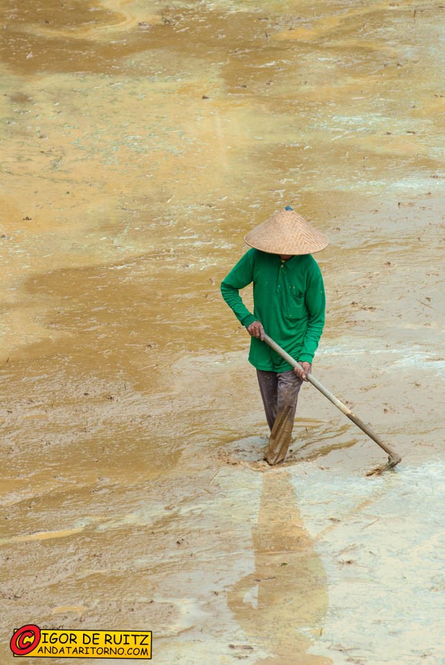 Le risaie di Jatiluwih