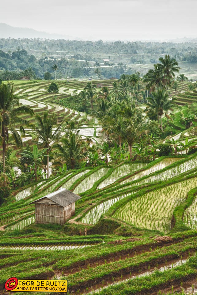 Le risaie di Jatiluwih