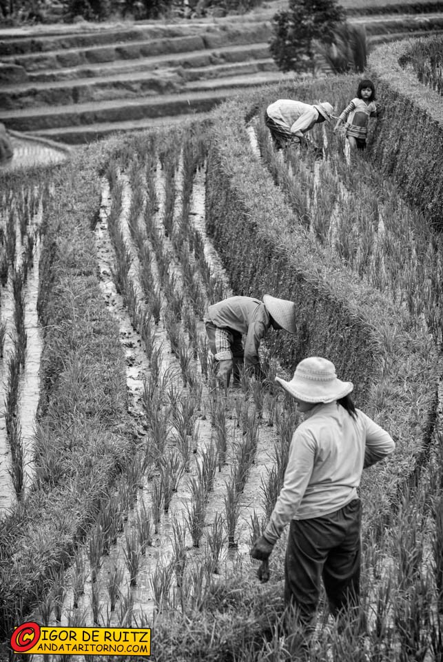 Le risaie di Jatiluwih