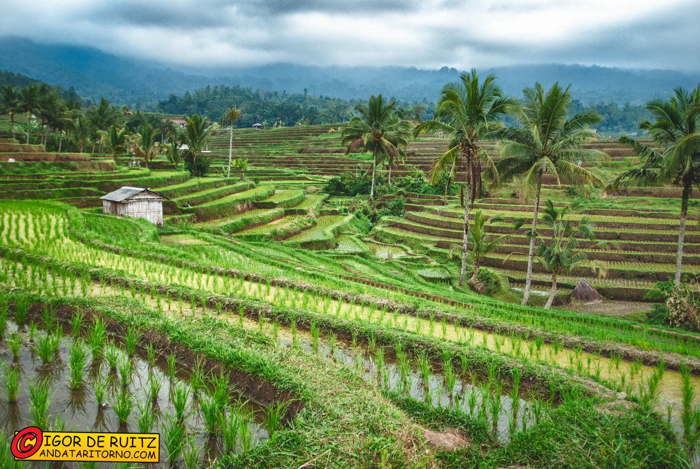 Le risaie di Jatiluwih