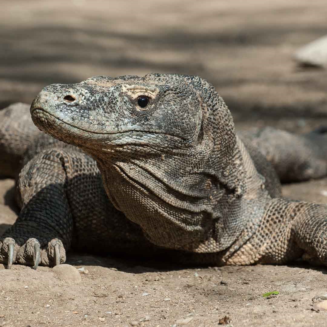 Viaggio in Indonesia: Nusa Tenggara, mamma li draghi!