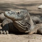 Viaggio in Indonesia: Nusa Tenggara, mamma li draghi!