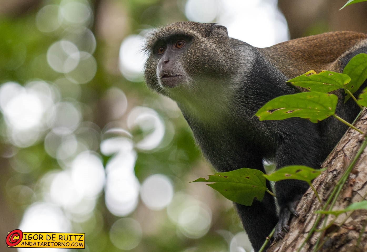 Jozani National Park