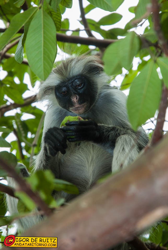 Jozani National Park