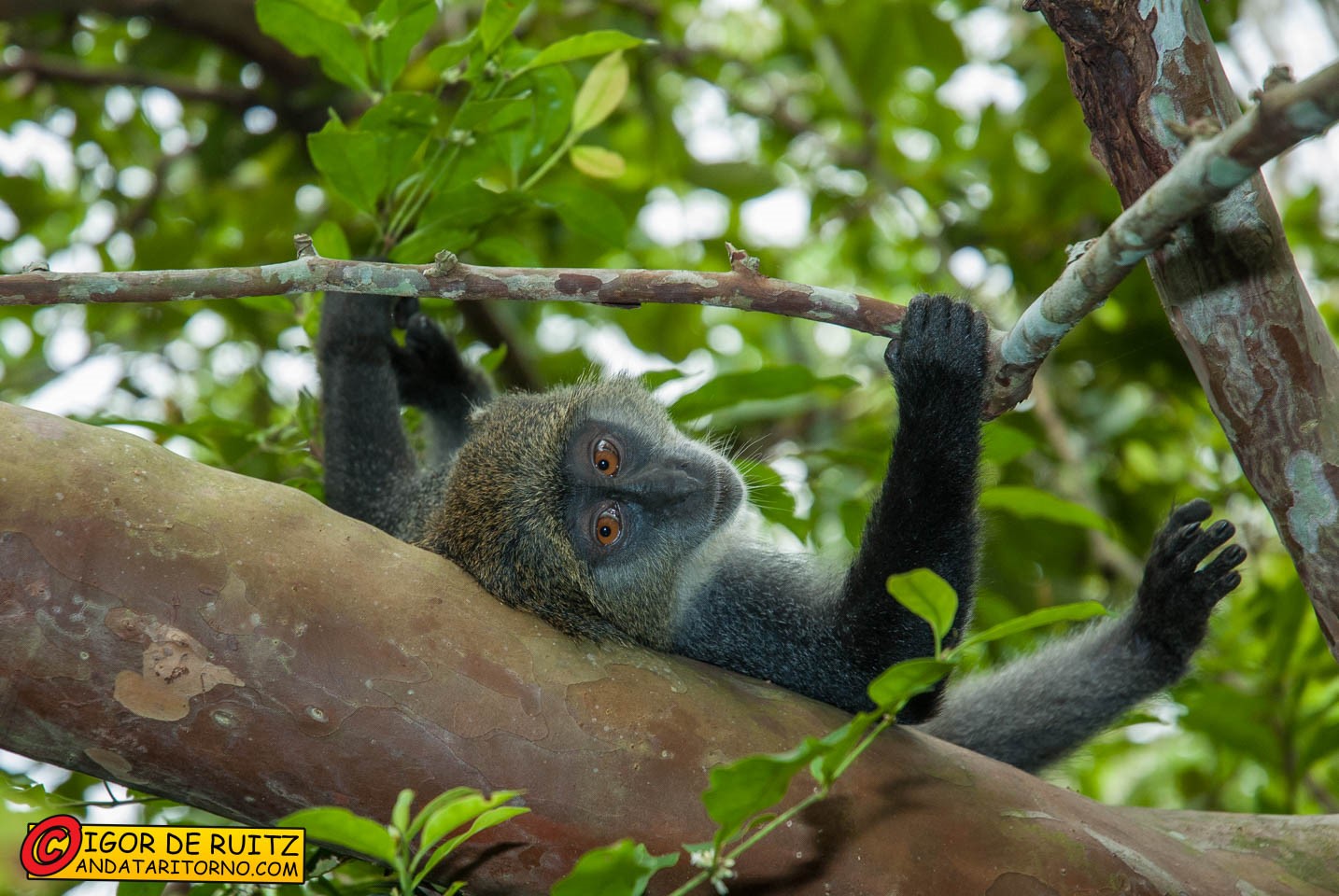 Jozani National Park
