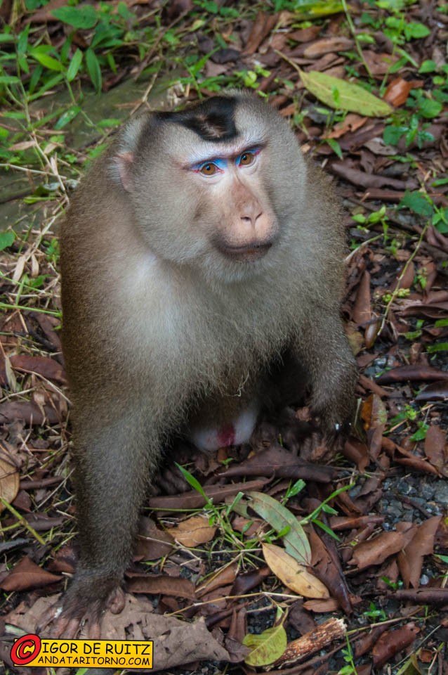 Parco nazionale Khao Yai