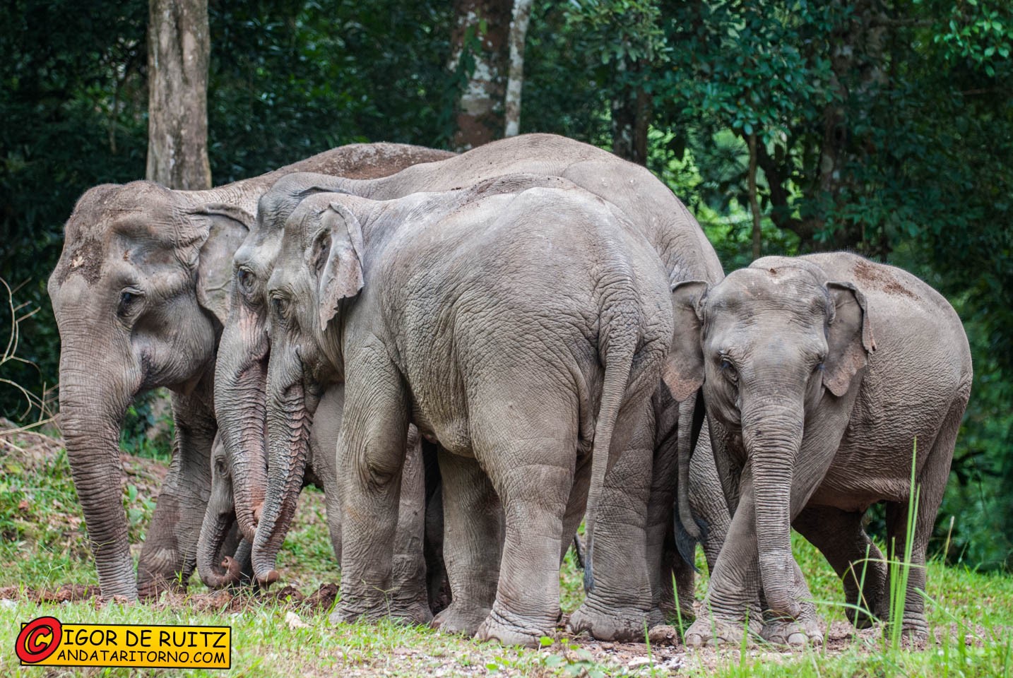 Parco nazionale Khao Yai