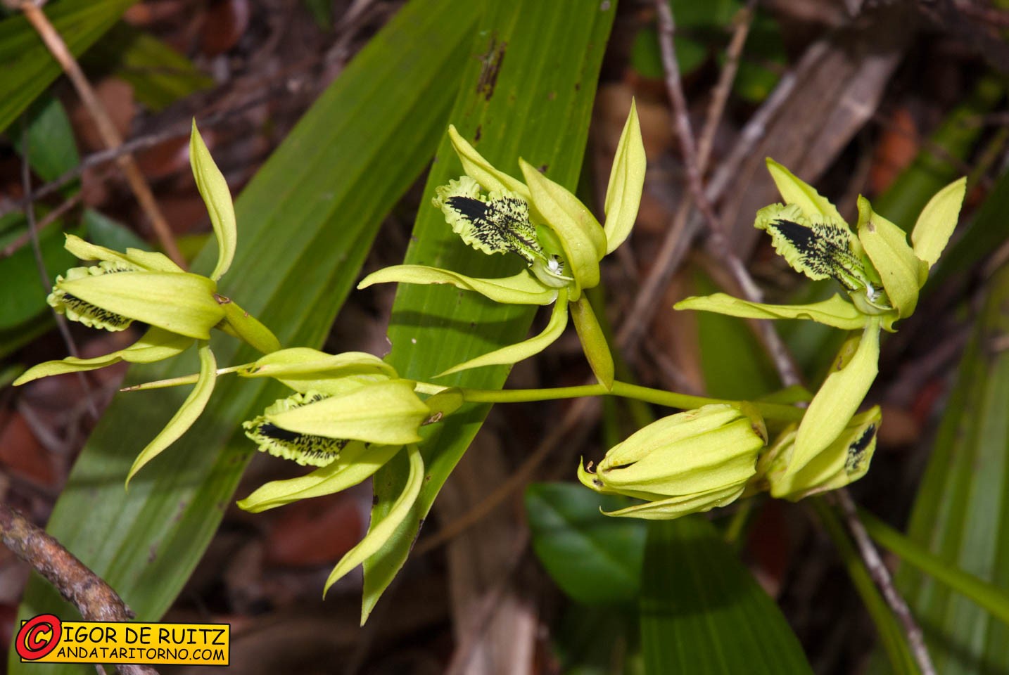 Parco Nazionale di Kersik Luway