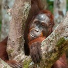 Viaggio in Indonesia: Kalimantan, se non è avventura questa!