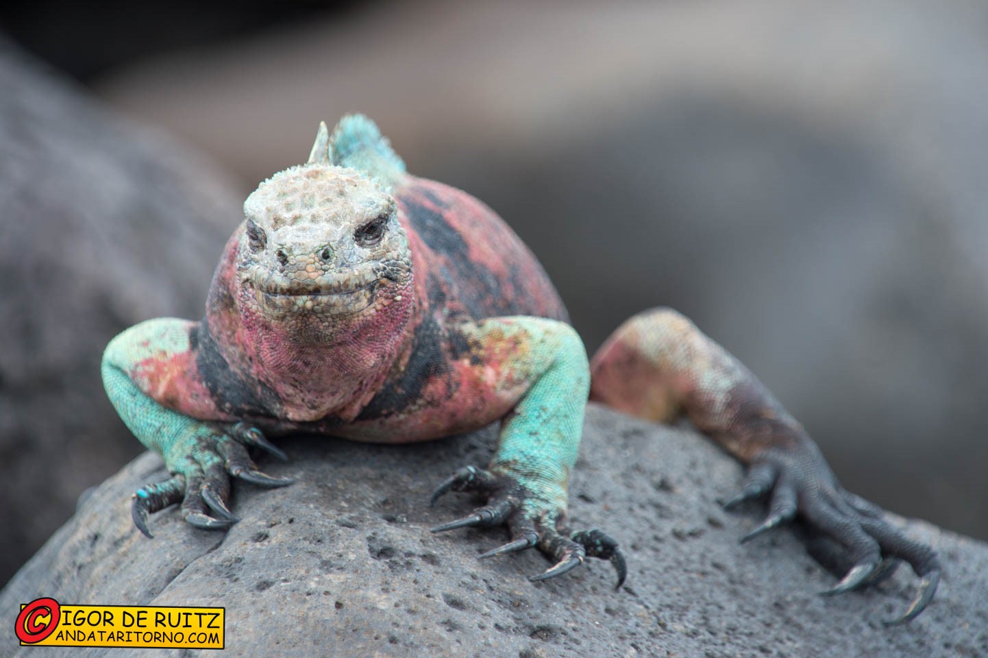 Isla Española (Punta Suarez)