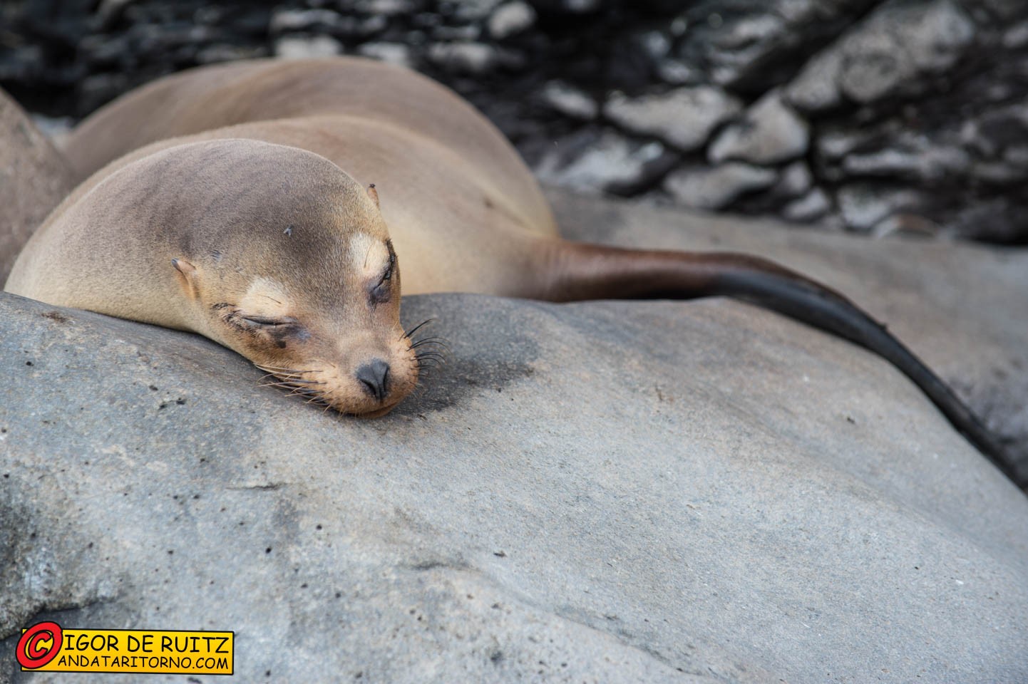 Isla Española (Punta Suarez)