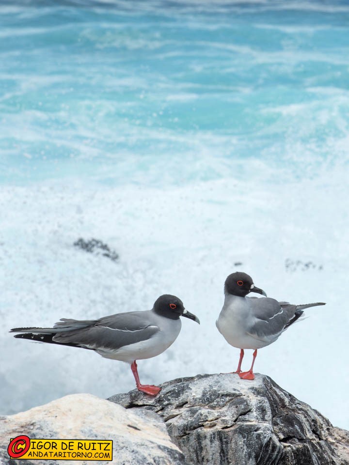Isla Española (Punta Suarez)