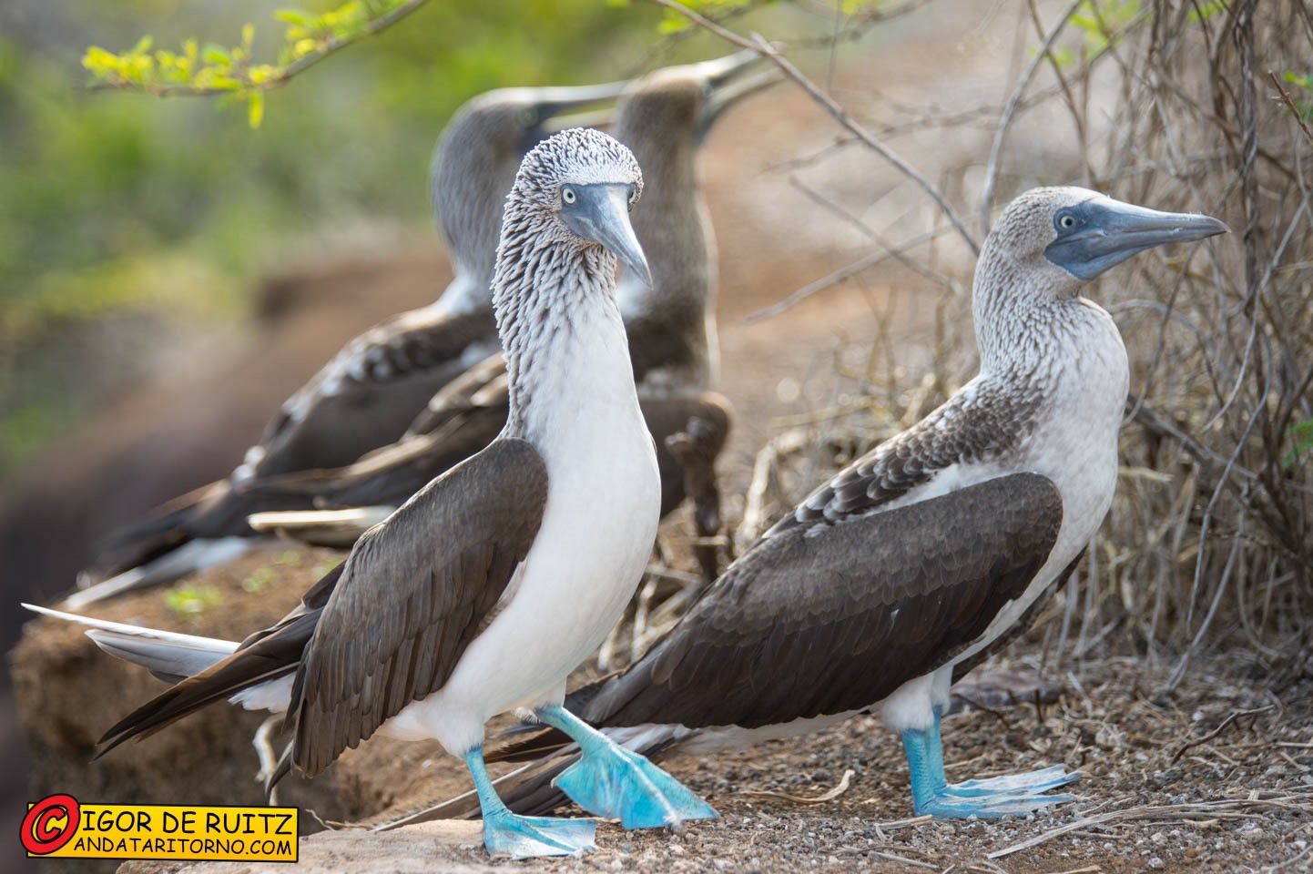 Isla Floreana (Punta Cormorant)