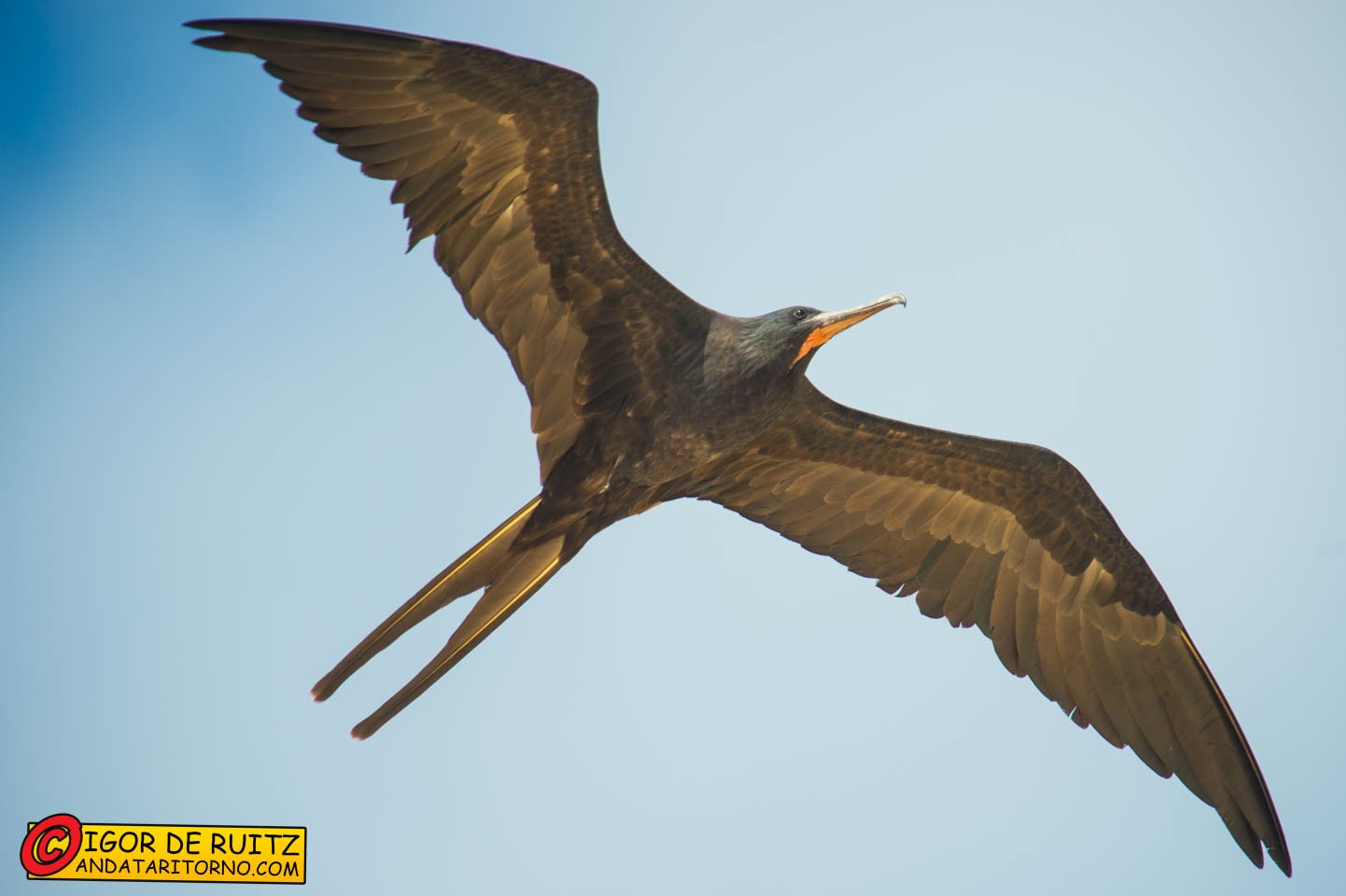 Isla Floreana (Punta Cormorant)