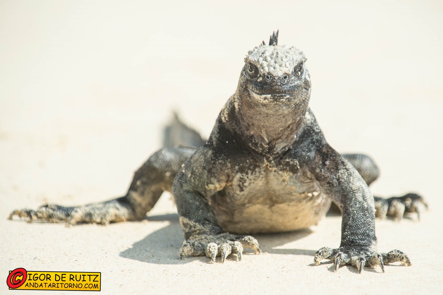 Isla Floreana (Punta Cormorant)
