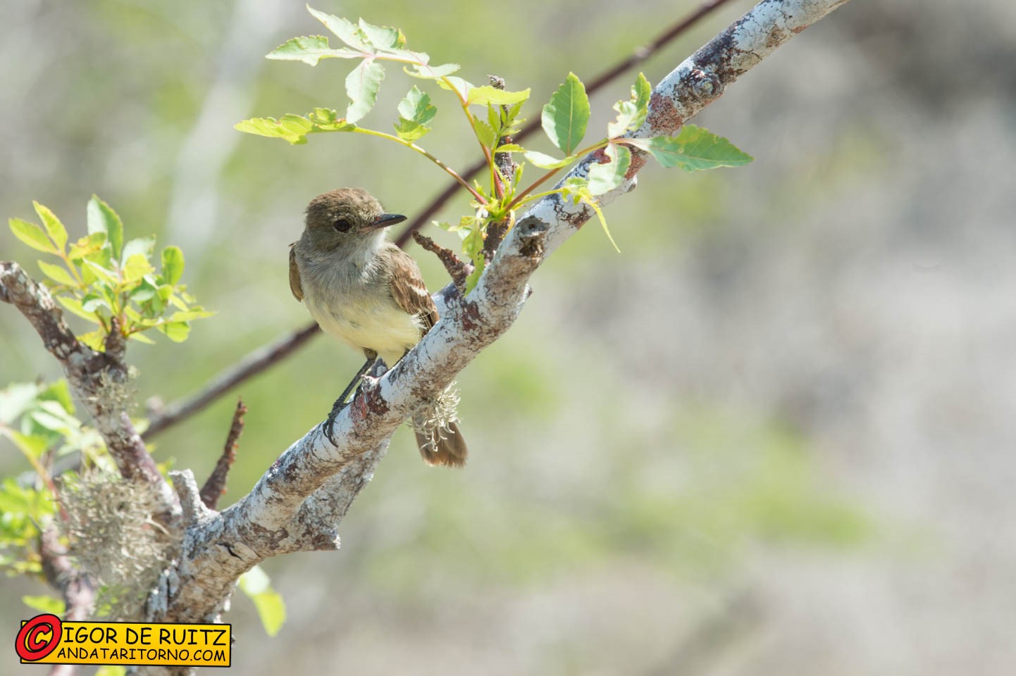 Isla Floreana (Punta Cormorant)