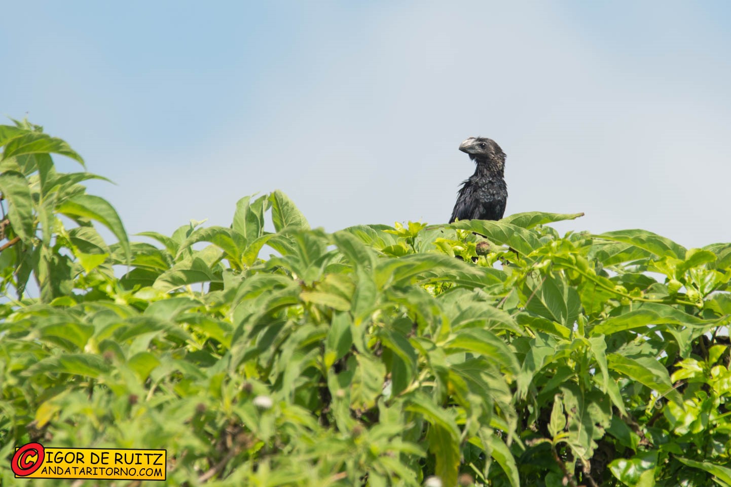 Isla Santa Cruz (Los Gemelos)