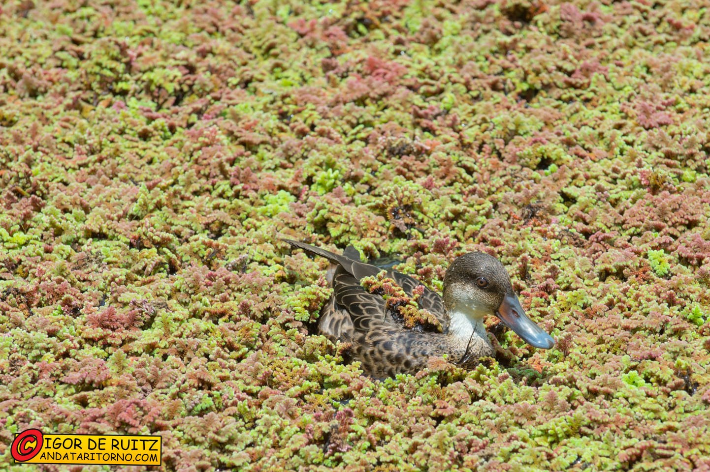 Isla Santa Cruz (Rancho El Manzanillo)