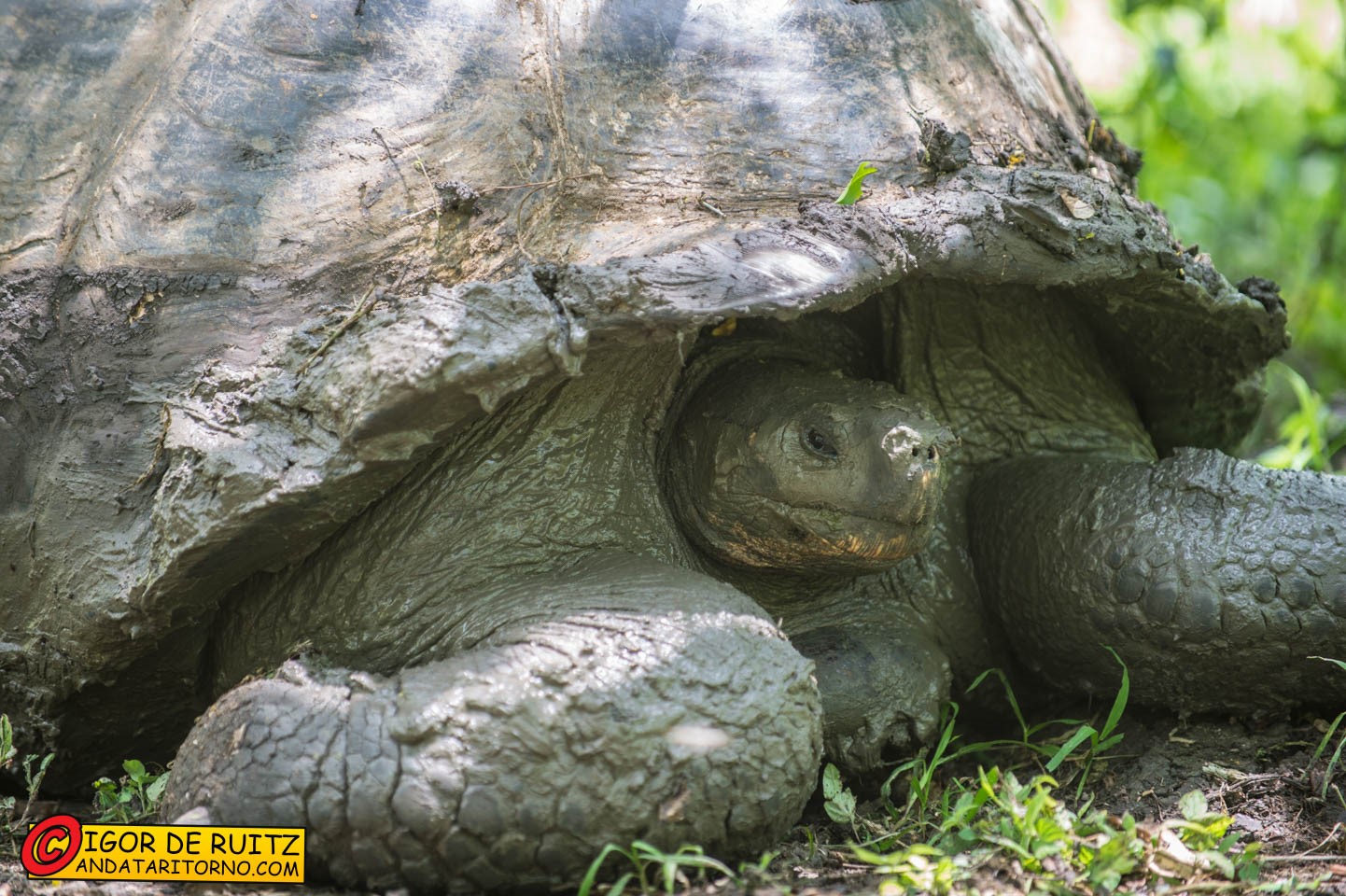 Isla Santa Cruz (Rancho El Manzanillo)