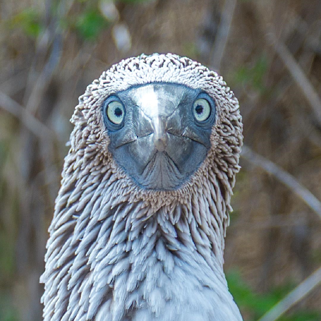 Come andare alle Galapagos senza un mutuo