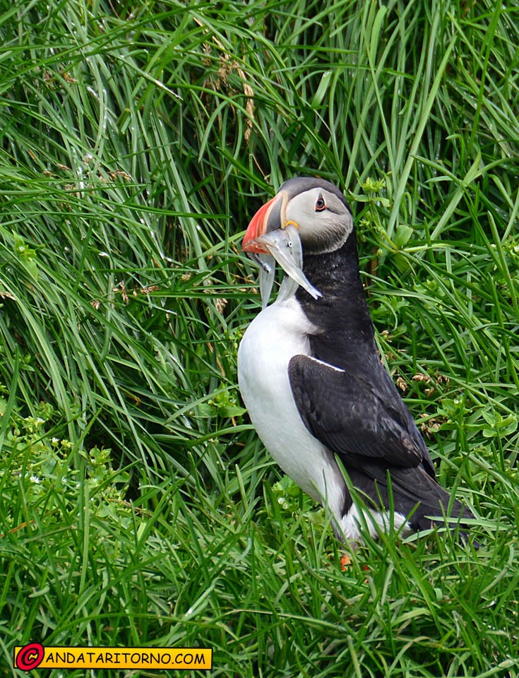 Pulcinella di mare a Hafnarhólmi