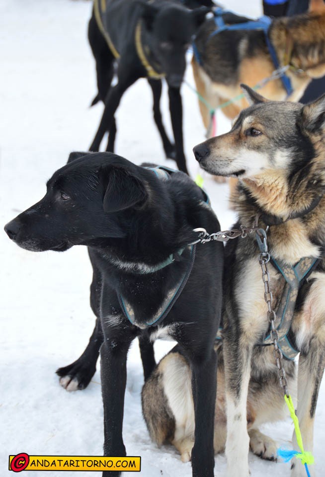 Norvegia on the road