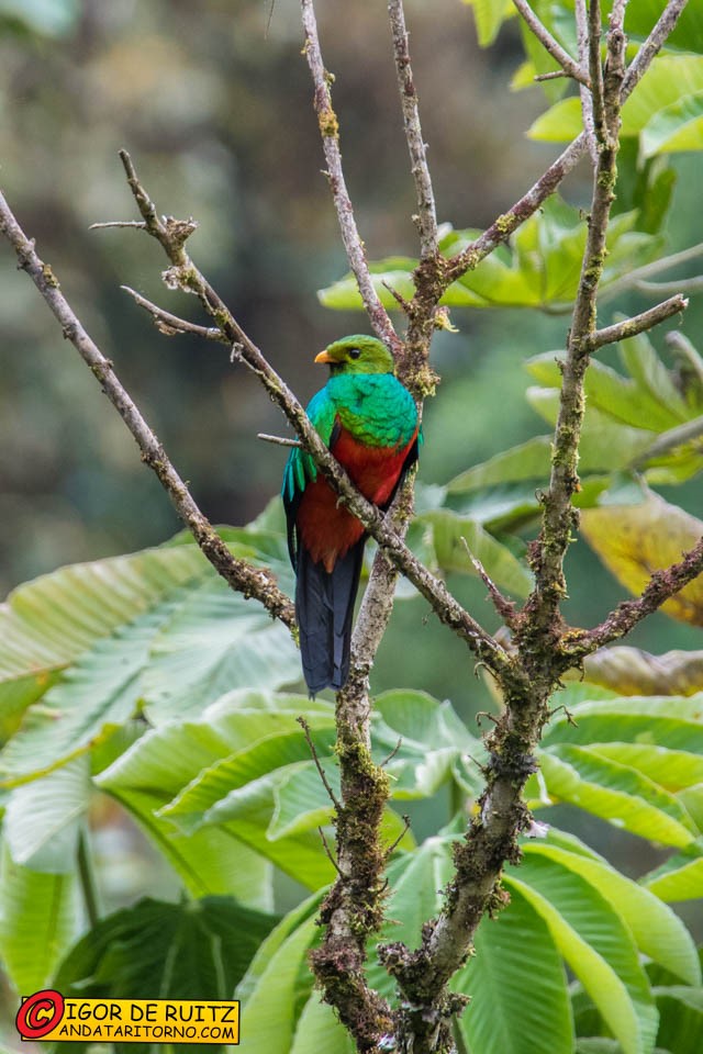 Parque Nacional del Manu